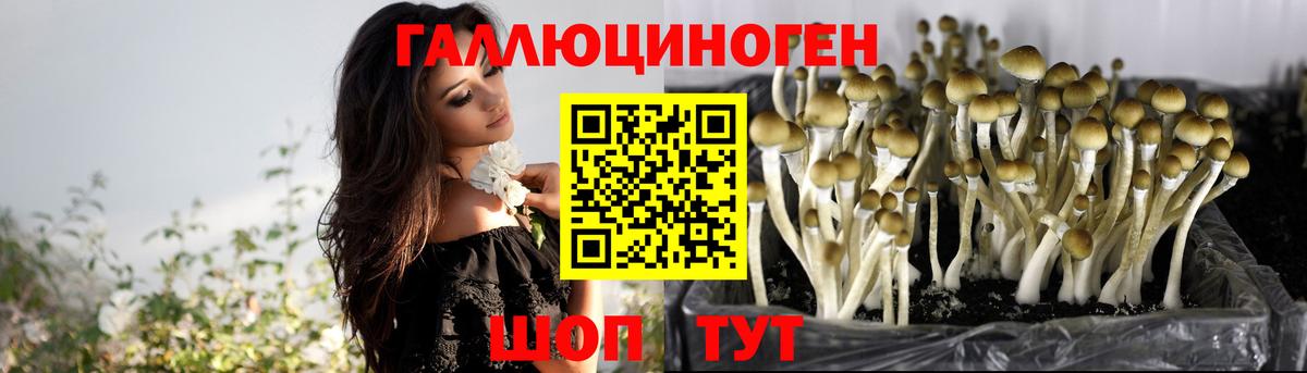 Псилоцибиновые грибы Psilocybine cubensis Казань